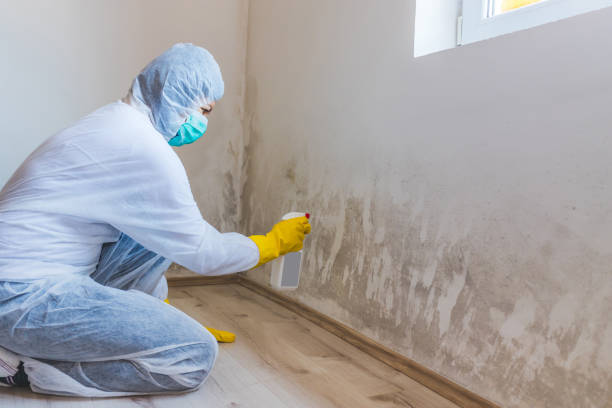 Licensed Mold Remediation service in Cross Junction, VA - 24 Hour Mold Removal