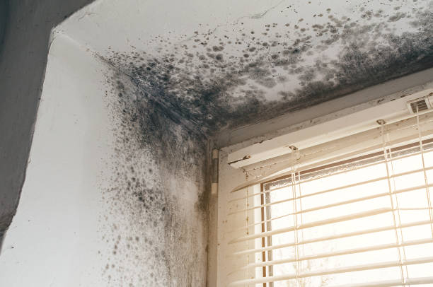 Affordable Mold Remediation solutions in Cross Junction, VA