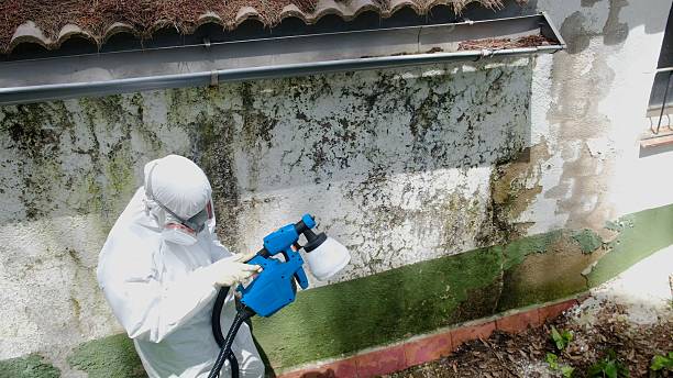 Top rated local Mold Remediation specialists in Cross Junction, VA
